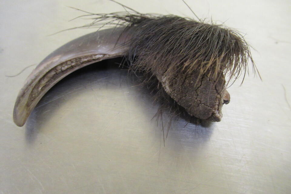 Таможенники нашли у иностранца 13 когтей бурого медведя