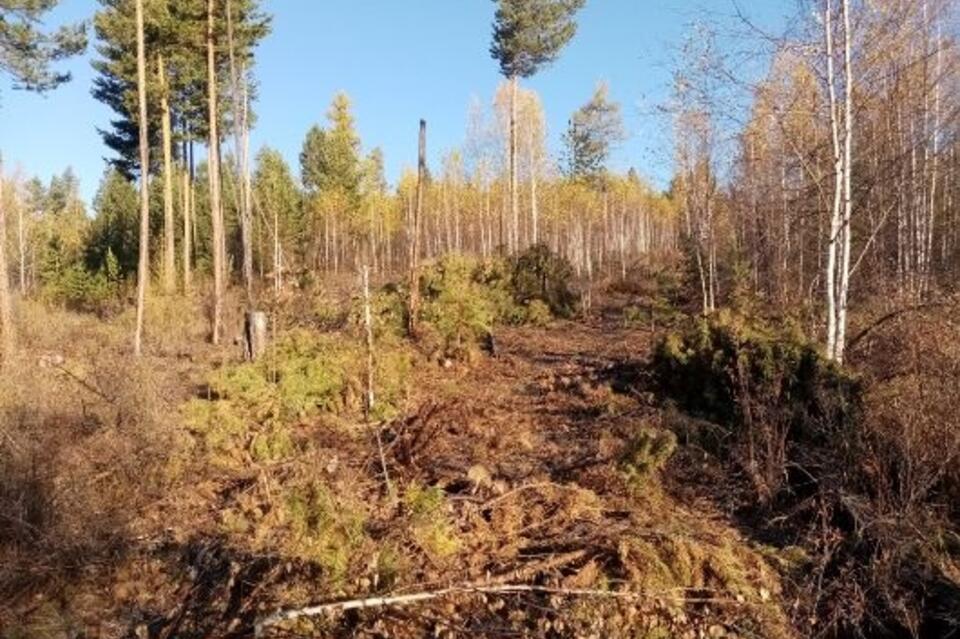 «Чёрных лесорубов» задержали в Забайкалье – они срубили 226 деревьев