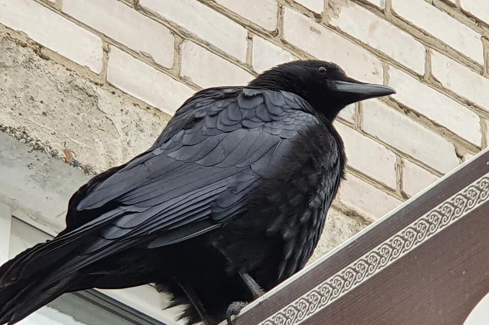 В «Долине дзерена» пересчитали хищных птиц