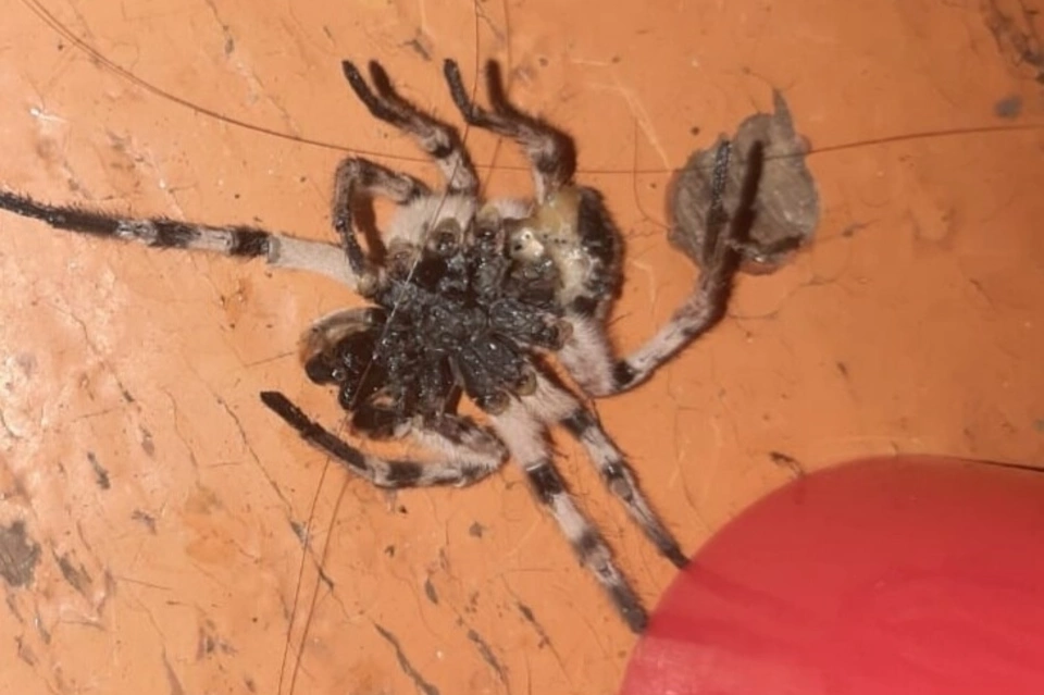 Биолог объяснил появление тарантулов в домах жителей Забайкалья