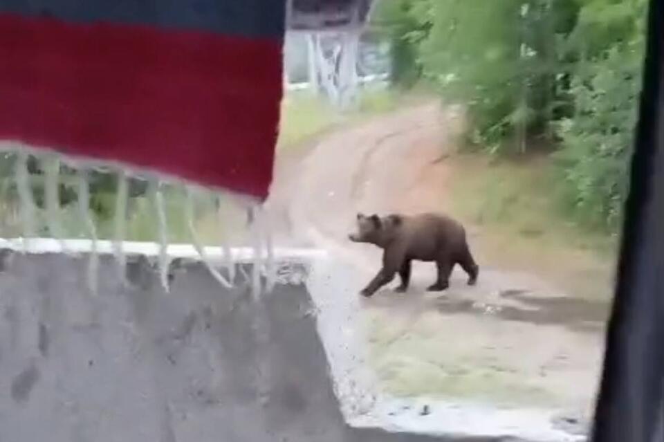 Медведица подошла к дому на станции Икабья