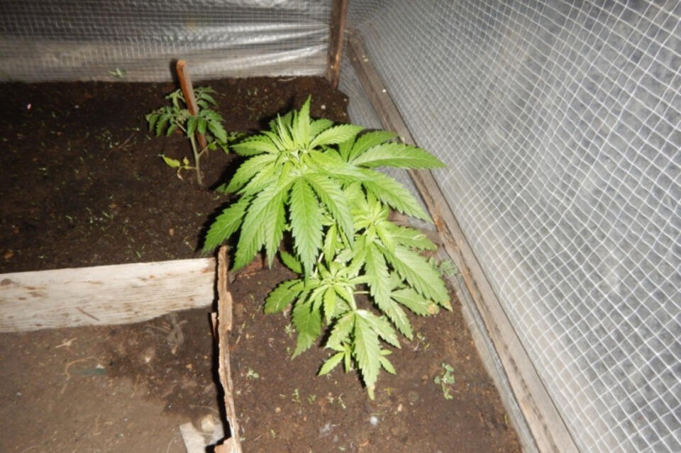 Выращивал в огороде марихуану путин легализация конопли