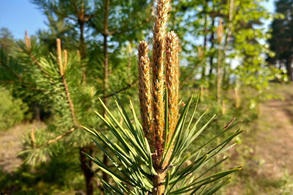Тысячи сосен высадили в Газимуро-Заводском лесничестве