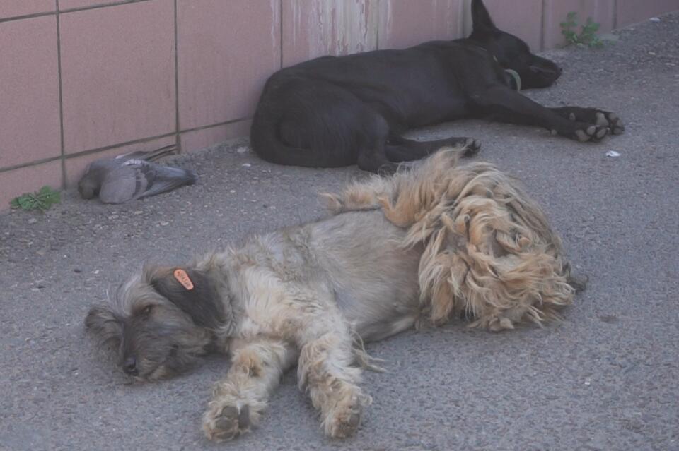 Глава Карымского района раскритиковал «собачий» закон о бездомных животных