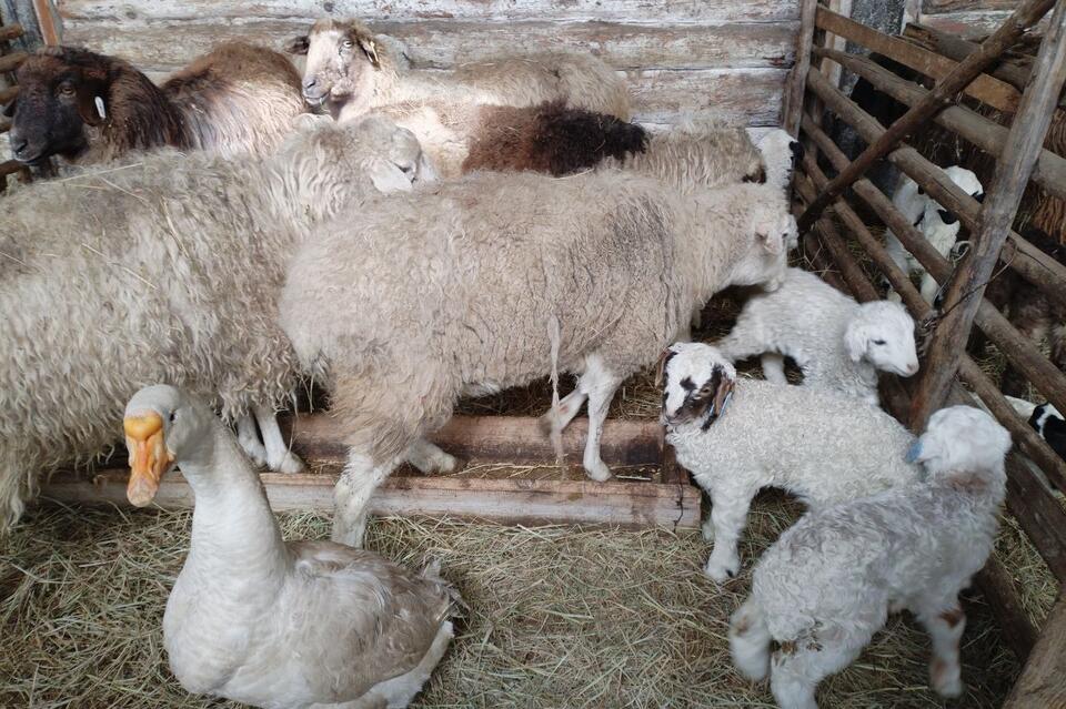 Гусь, считающий себя бараном, живёт на ферме в Забайкалье