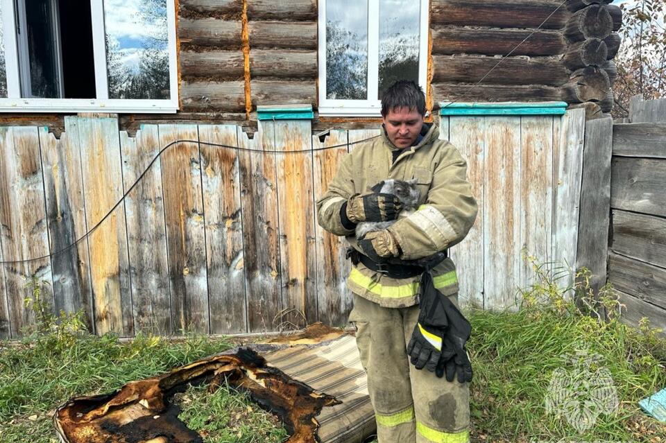 Серого кота спасли на пожаре в Забайкалье