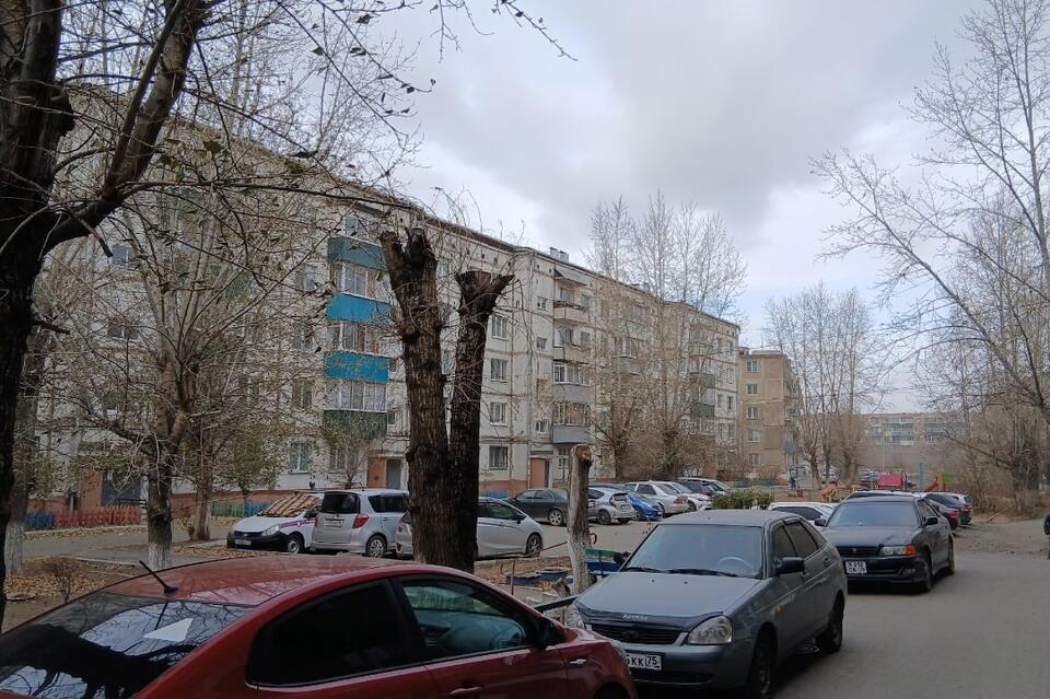 Читинцы возмущены обрезкой деревьев во дворе