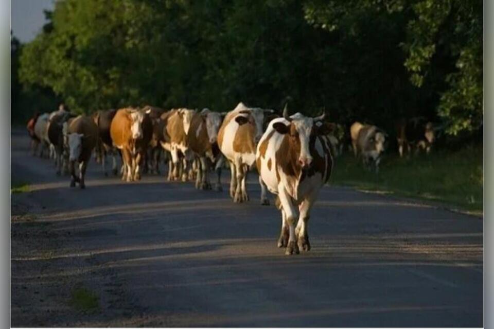 Администрация Борзи попросила составить маршрут для скота