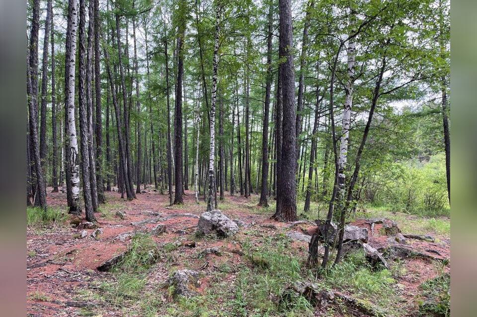 В Ивано-Арахлейском парке забайкалец спилил деревья