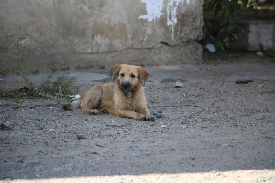 Госветслужбу Забайкалья обвинили в недостаточном контроле за бездомными собаками