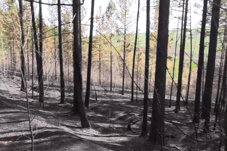 Уголовное дело возбудили в связи с лесным пожаром возле Молоковки