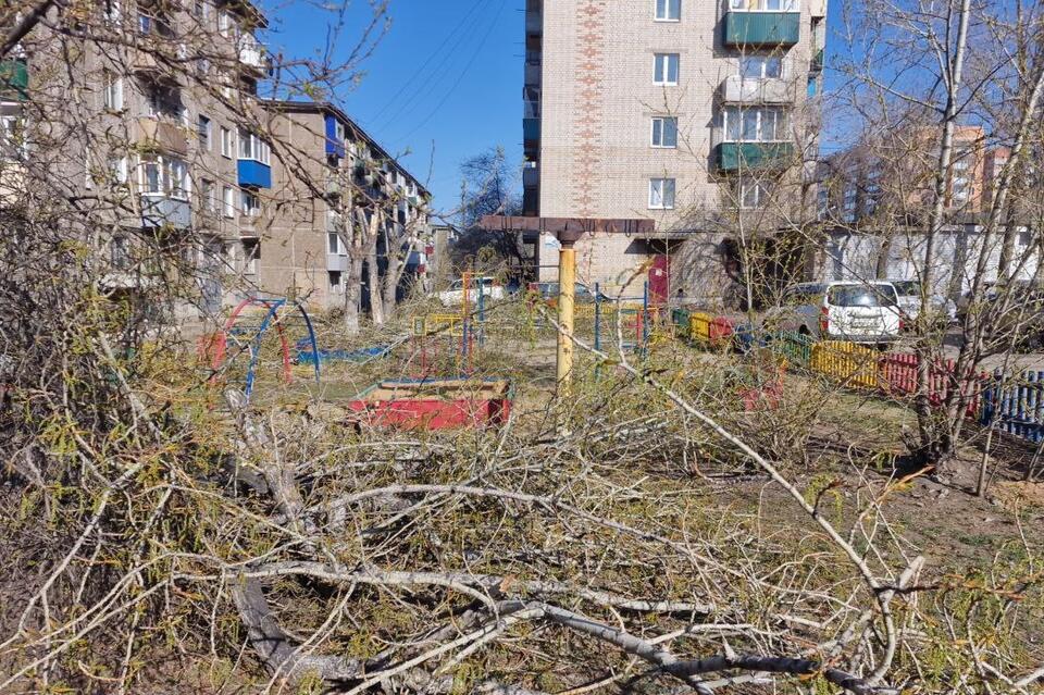 Заявления Гурулёва о прекращении варварской обрезки деревьев не сработали