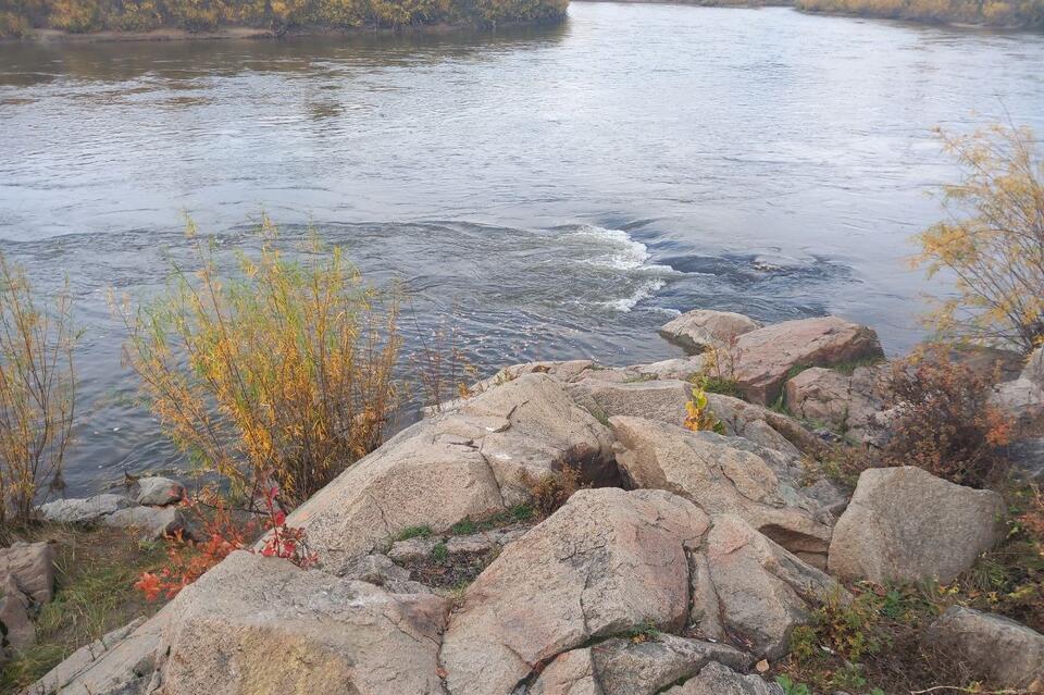 Читинцы переживают за судьбу не улетевшей на зимовку птицы