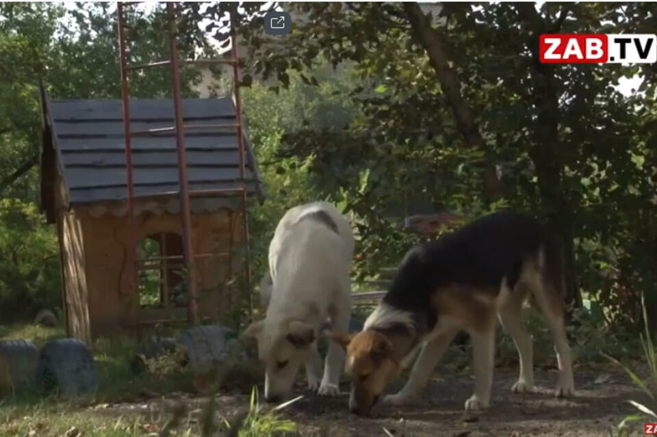 Площадки для выгула собак могут появиться в Чите