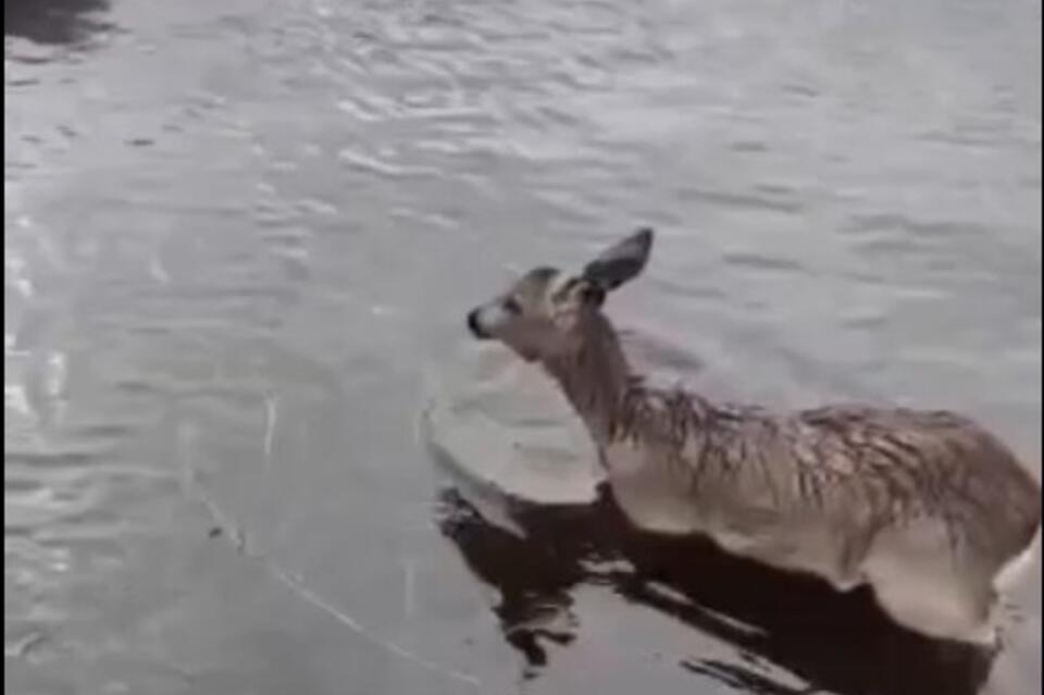 Погибающего косуленка спасли сотрудники лесничества