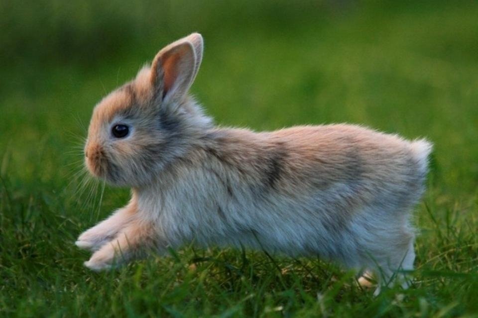Читинский общественник Кибалин: «Людей нужно обучать разведению кур и кроликов»