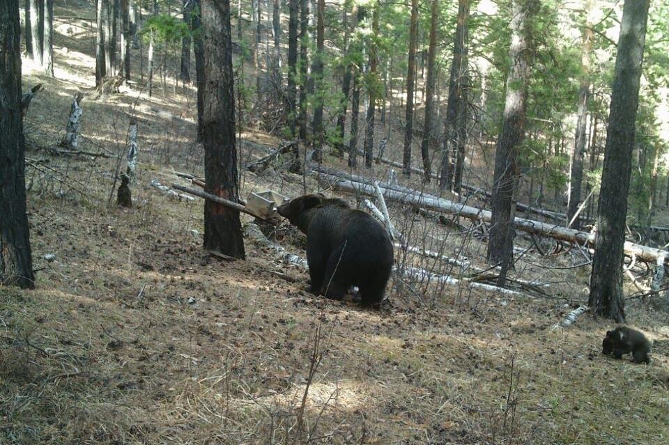 Медведица с детёнышем попали в объектив фотоловушки в лесу Забайкалья