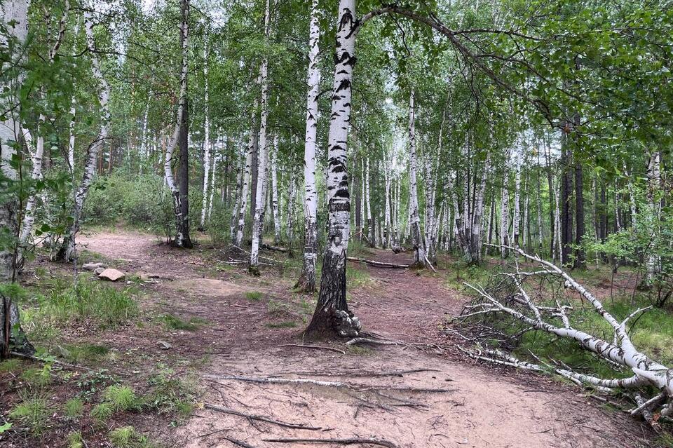 Шесть забайкальцев потерялись в лесу