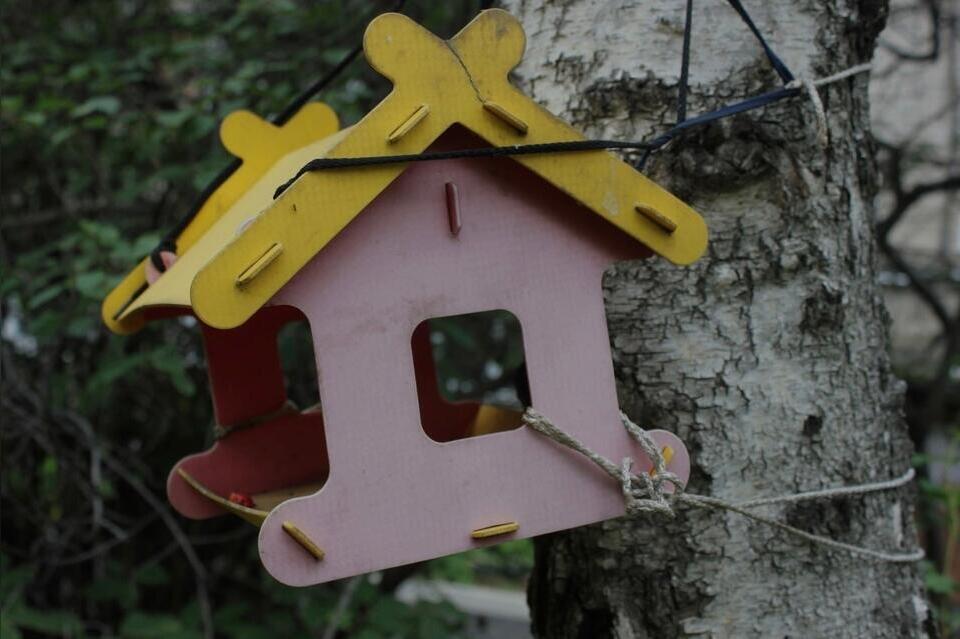 Редкие птицы раньше прилетели в Забайкалье из-за глобального потепления