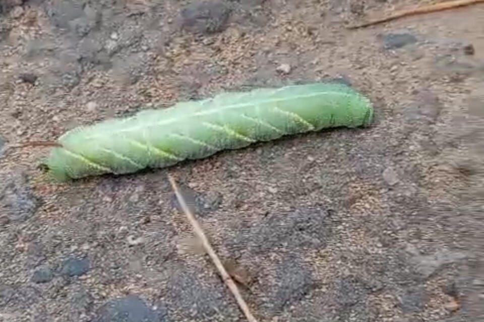 Большую гусеницу заметили в парке Читы