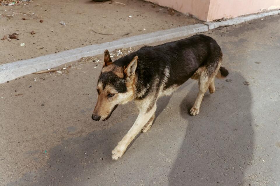 Отлов собак провели в трёх районах Читы (ВИДЕО)