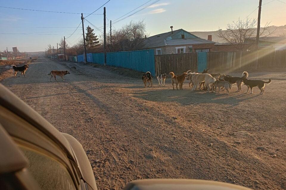 Улицы поселка Могойтуй заполонили бездомные собаки