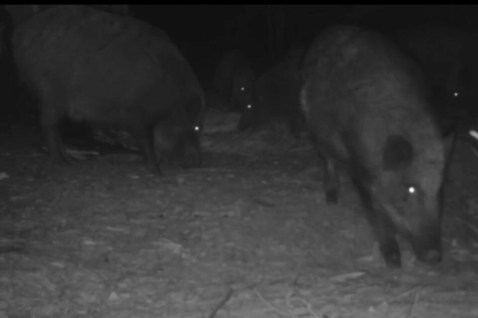 Кабаны попали в объектив фотоловушки