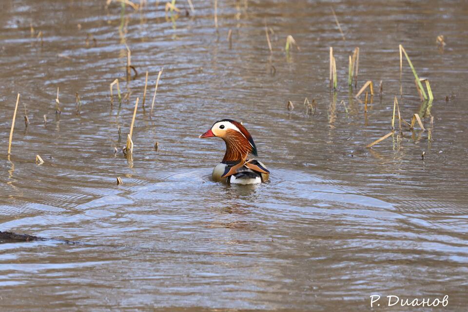 Редких птиц заметили в Забайкалье
