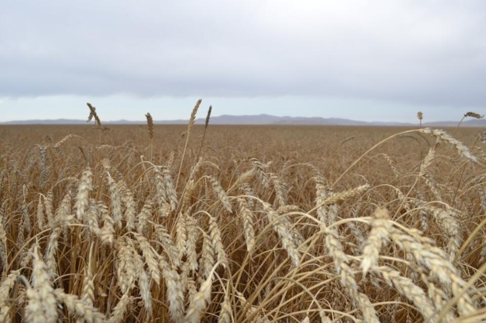 В 2021 году в Забайкальском крае упали объемы производства сельхозпродукции