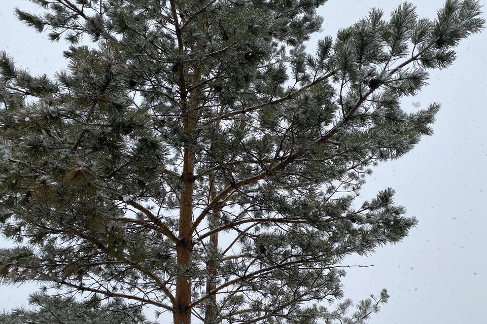 Снег ожидается завтра в Забайкалье