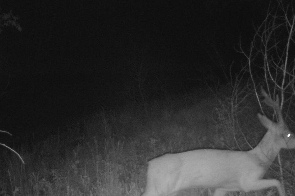 Медведь и косуля попали в объектив фотоловушки
