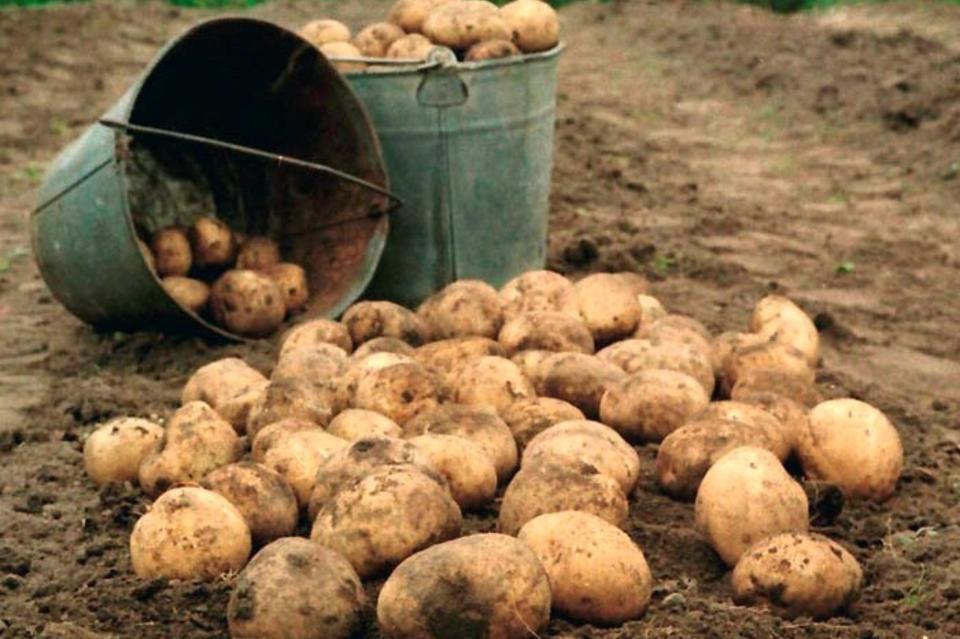 В Забайкалье готовятся к «картофельным войнам»