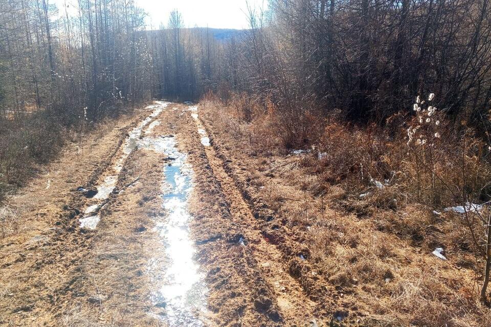 В трёх лесничествах Забайкалья очистили противопожарные разрывы