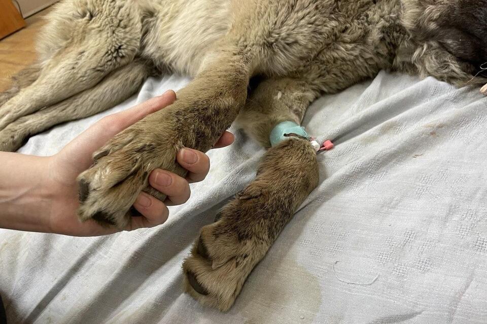 Раненая собака забежала в один из магазинов Читы