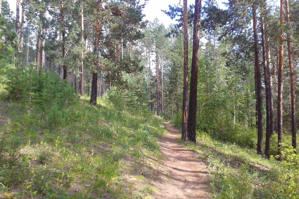 В Забайкалье открыли доступ в леса для граждан
