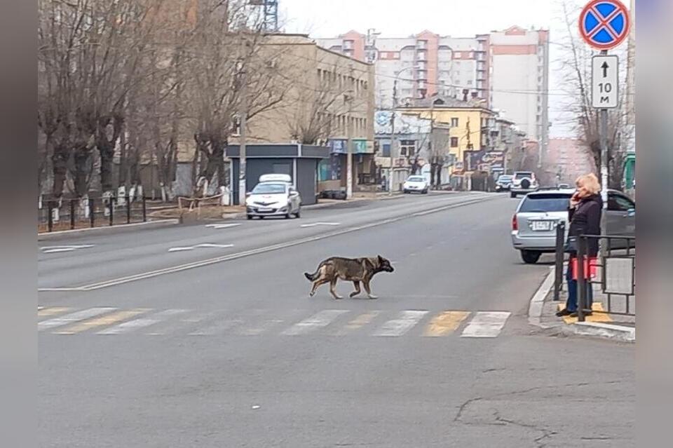 За сутки в Чите отловили 9 бездомных собак