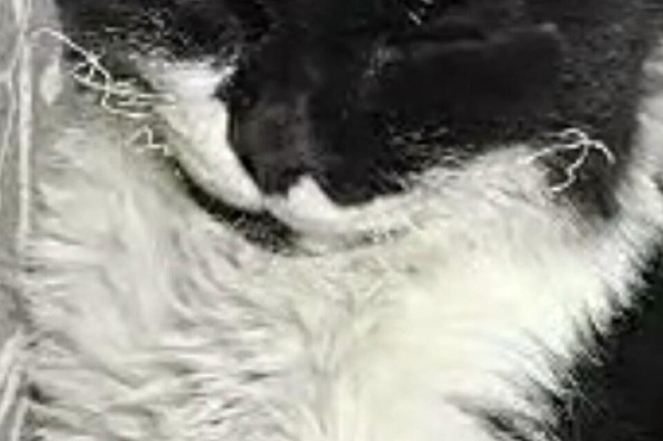 Читинские ветеринары помогли по видеосвязи сделать операцию коту