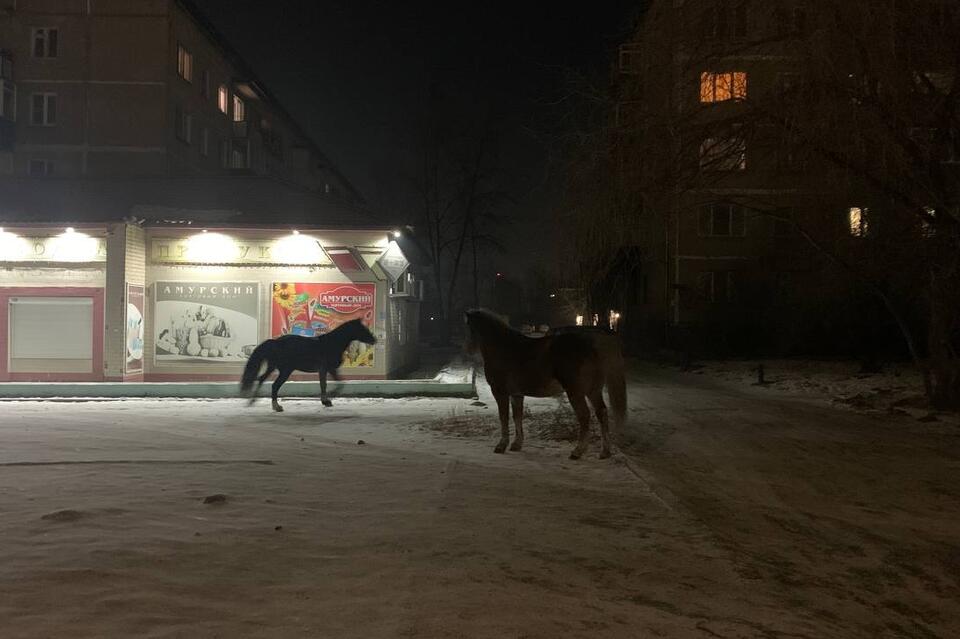 Три лошади бегают кругами у дома на Гаюсана в Чите