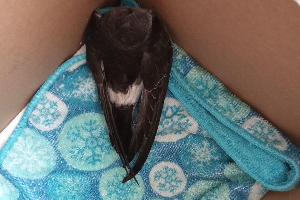 Подбитого стрижа нашли на улице в Чите