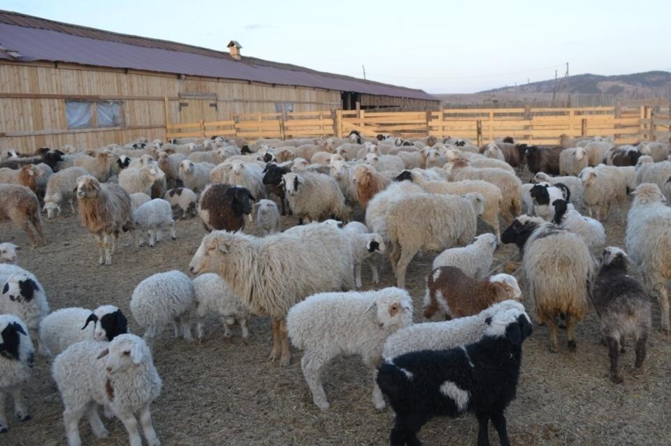 Забайкальские овцеводческие хозяйства получат субсидии на содержание ягнят