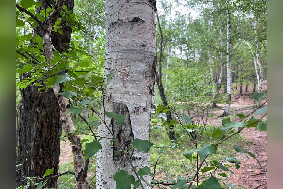 Забайкалец незаконно срубил лиственницы и березы