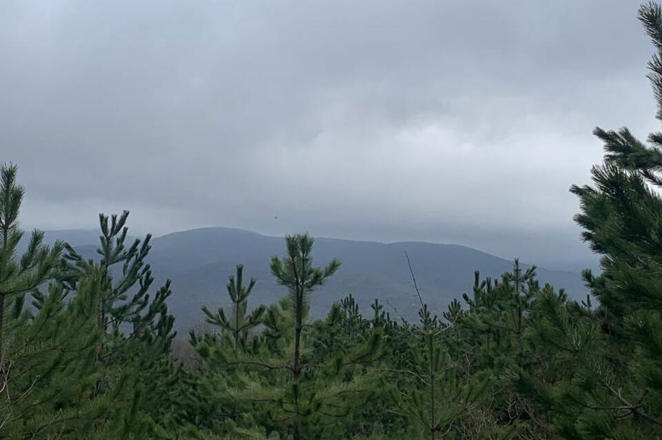 Лесу между Северным и Сосновым Бором хотят присвоить особый статус