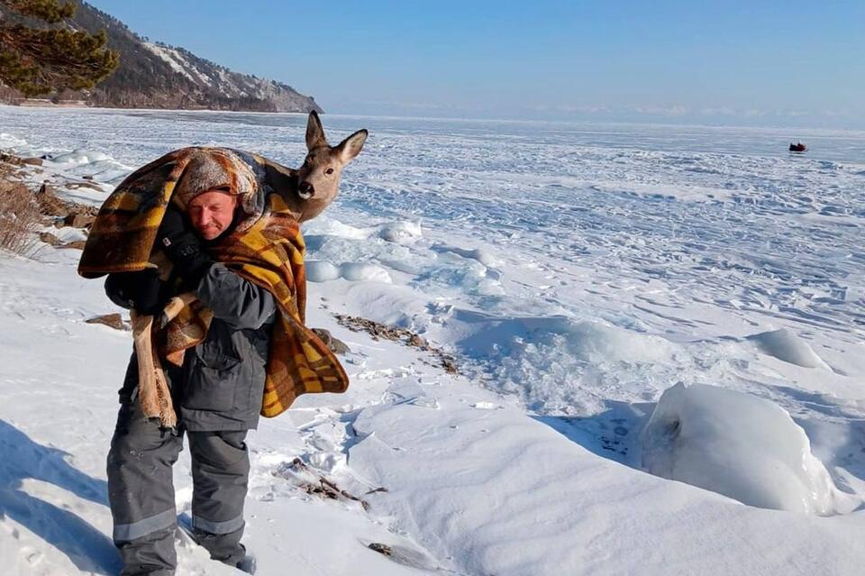 Косуля попала в ледяной плен