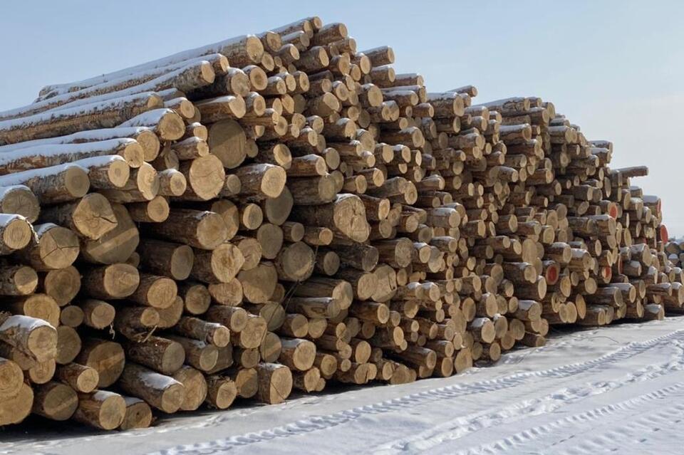 В Забайкалье за контрабанду леса на 71 миллион рублей задержали участников международной ОПГ