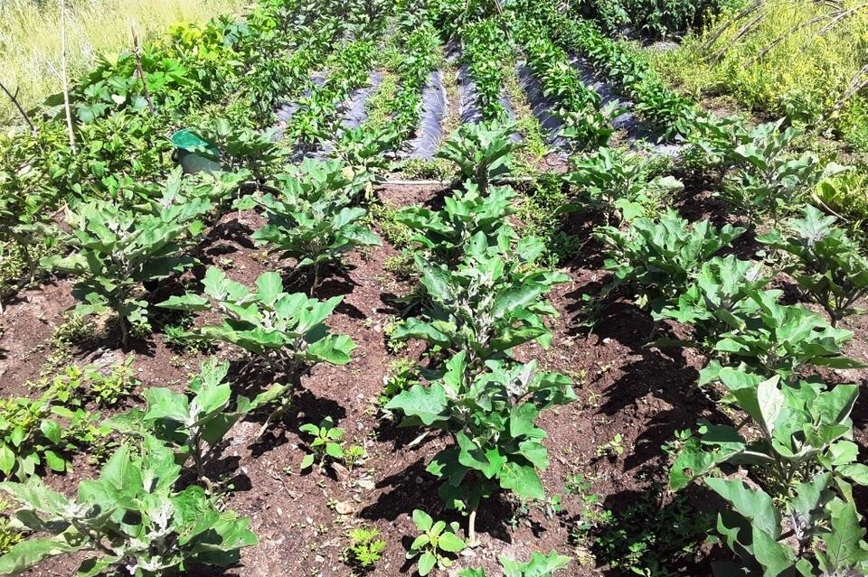 Большинство жителей Забайкалья смогли бы переехать в деревню