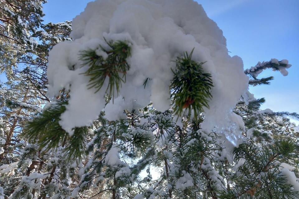 Гороскоп для жителей Забайкальского края на 5 декабря