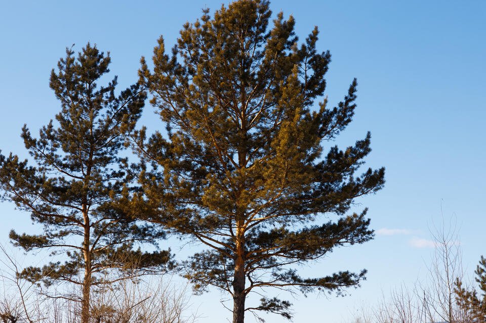 Новый парк построят в Атамановке