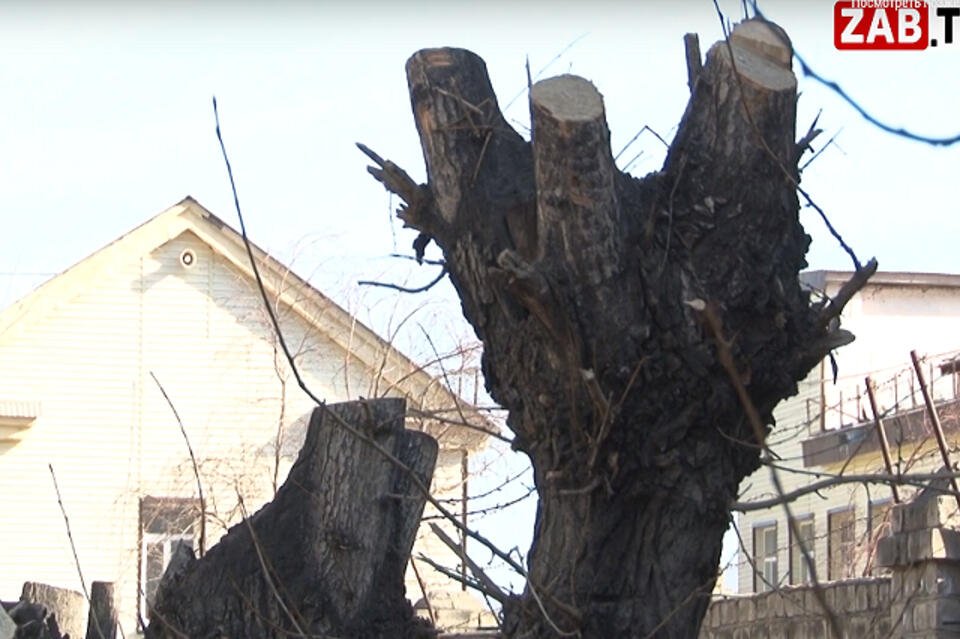 Тополя во дворе на Нечаева превратились в «изуродованные» столбы