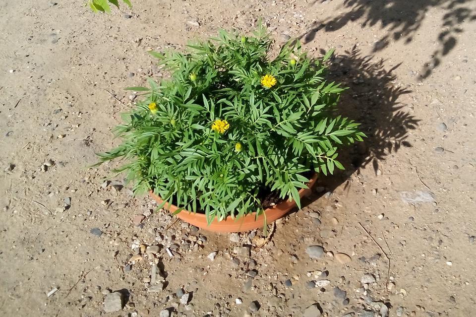 Суд признал незаконным отказ принять общественника в Совет по озеленению