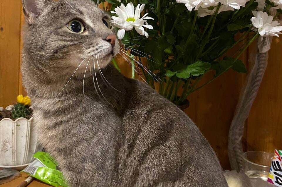 В Госдуме предложили ввести лимит на количество питомцев в квартирах